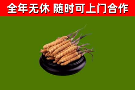 本溪回收冬虫夏草