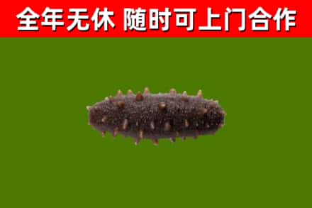 本溪回收海参干